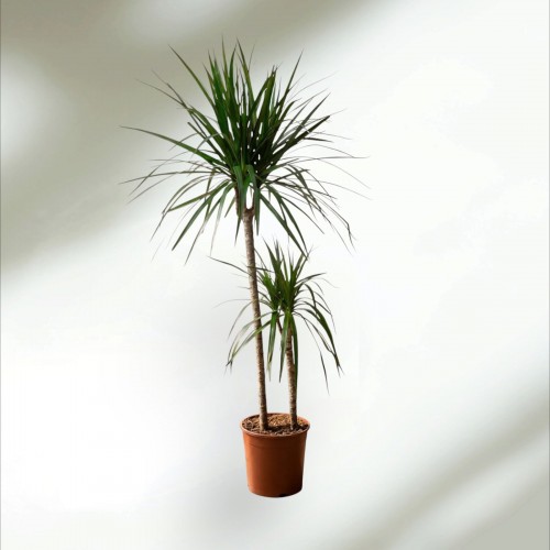 2li Dracena Marginata (130cm)